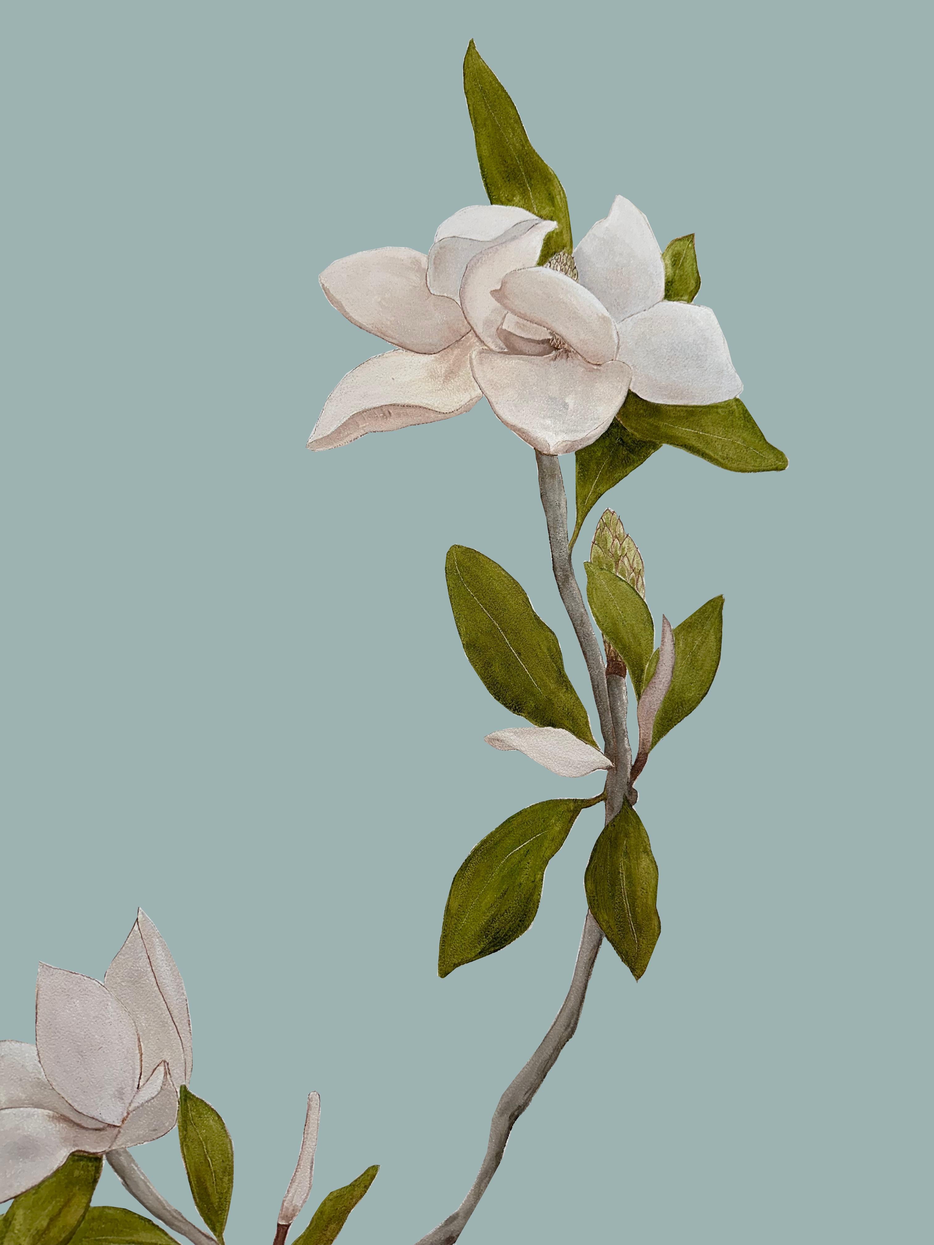 Contemporary Hand Painted Wallpaper Magnolia Botanical from Ocre Designs by Tarn McLean For Sale