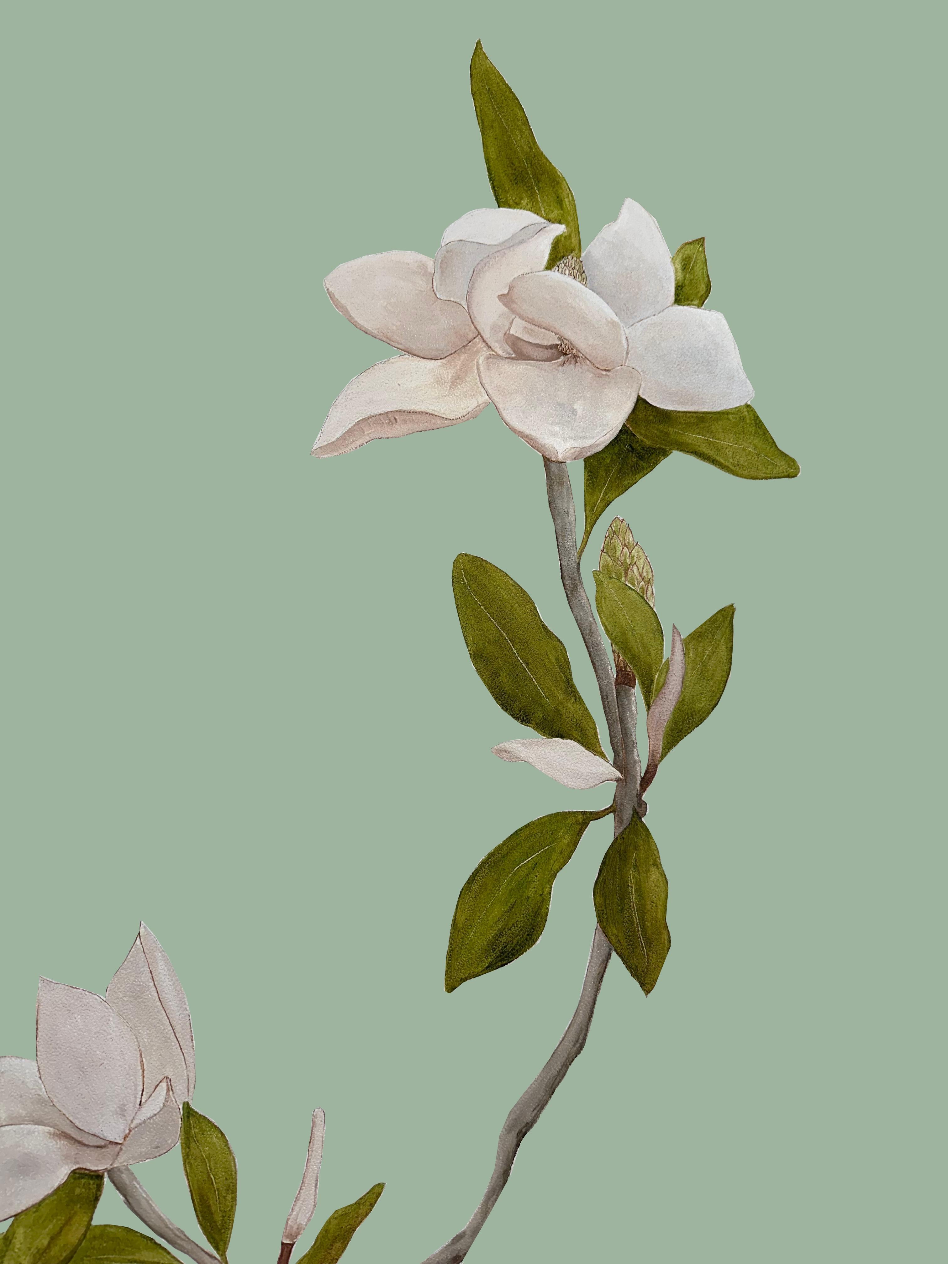 Hand Painted Wallpaper Magnolia Botanical from Ocre Designs by Tarn McLean For Sale 1