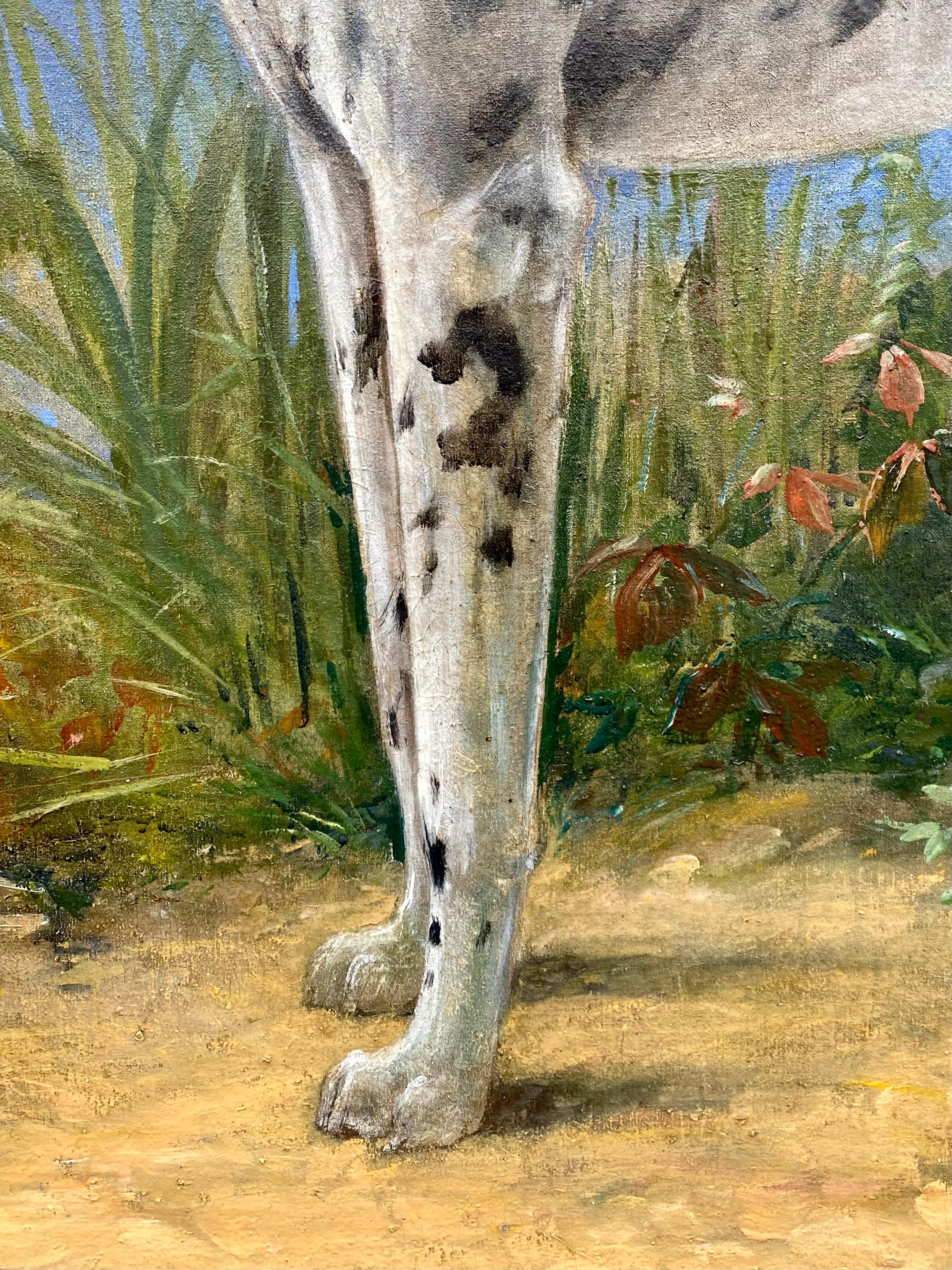 Portrait d'un Great Dane - Arlequin' par Octave Van Cuyck ( 1870 - 1956 ) en vente 7