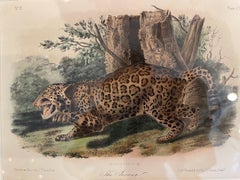 Octavo Jaguar Audubon