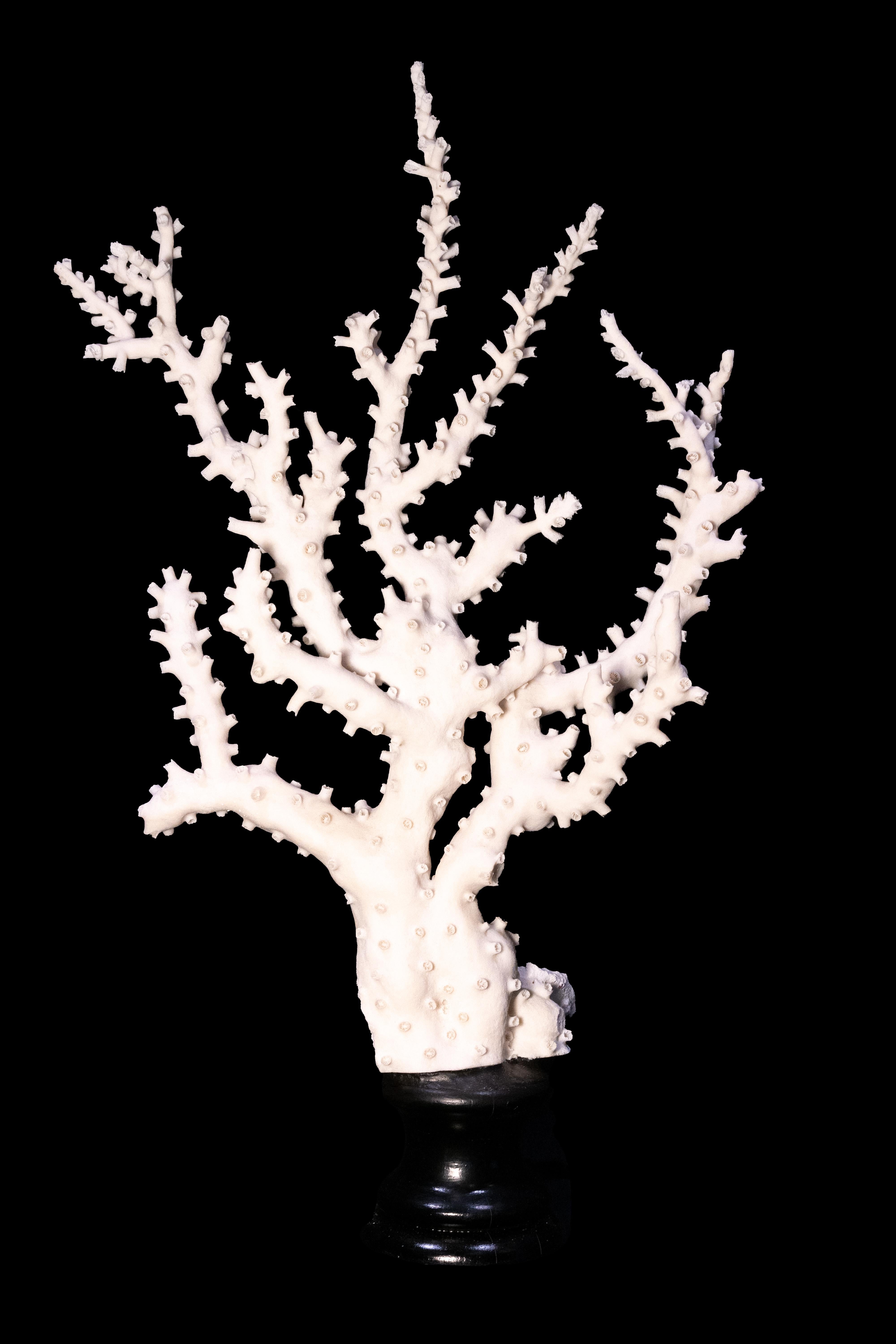 Contemporary Octopus Coral