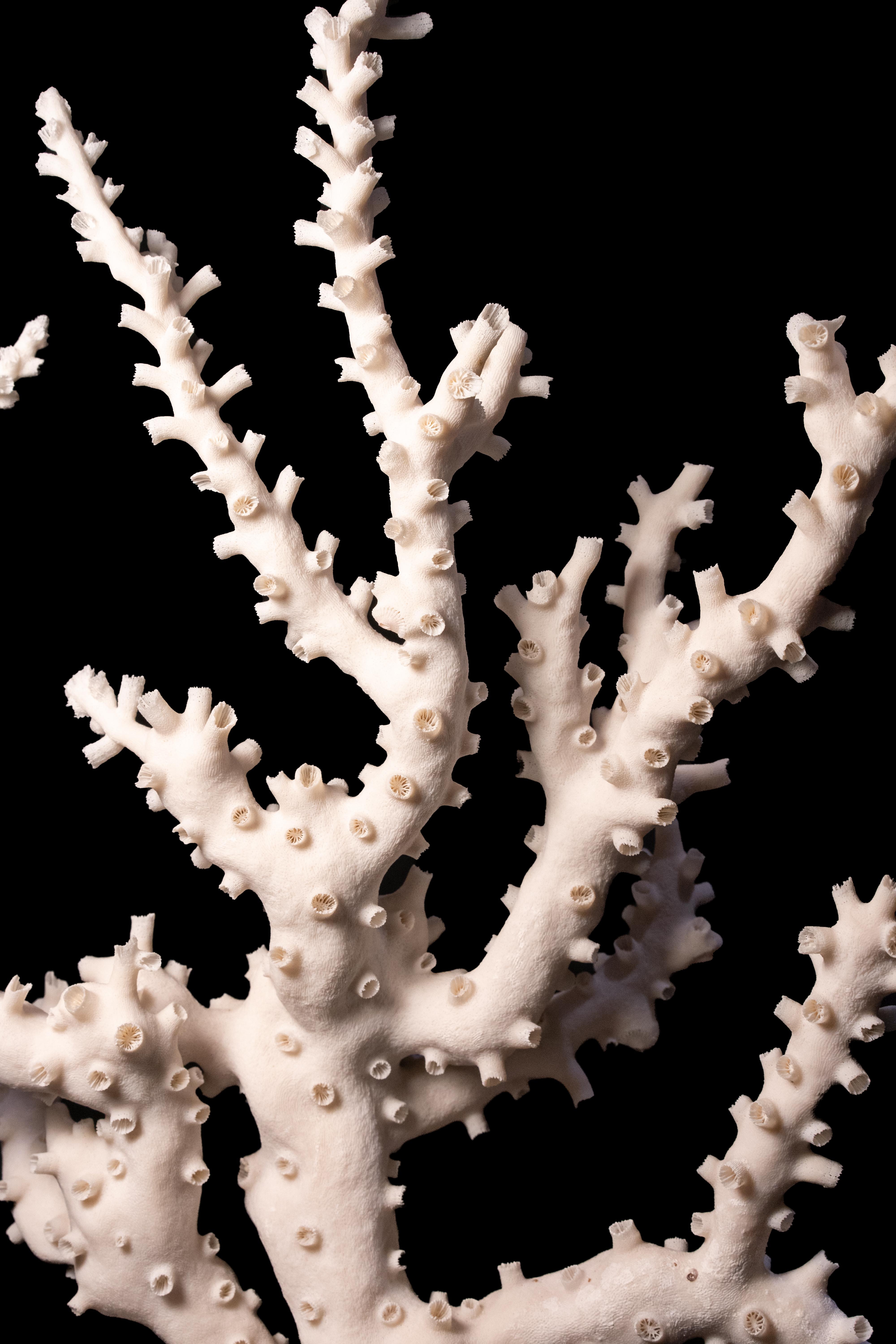Octopus Coral 1