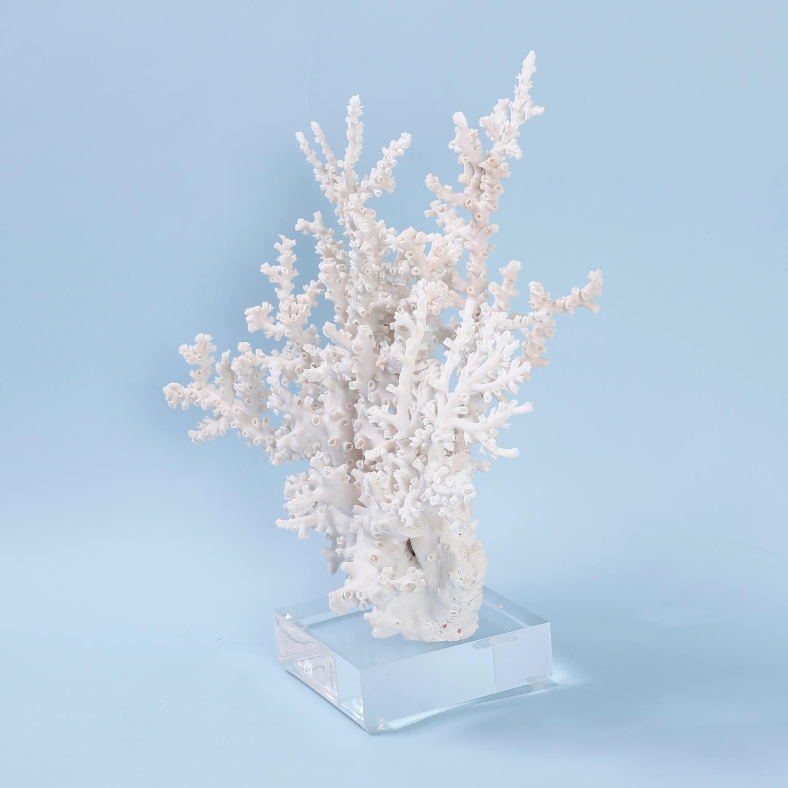 Octopus coral specimen with its distinctive tentacle like structure and sea inspired soothing palette. Presented on a Lucite base to enhance the sculptural elements.

Coral being exported outside of the USA requires special clearances and permits,