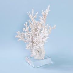 Octopus Coral Specimen on Lucite