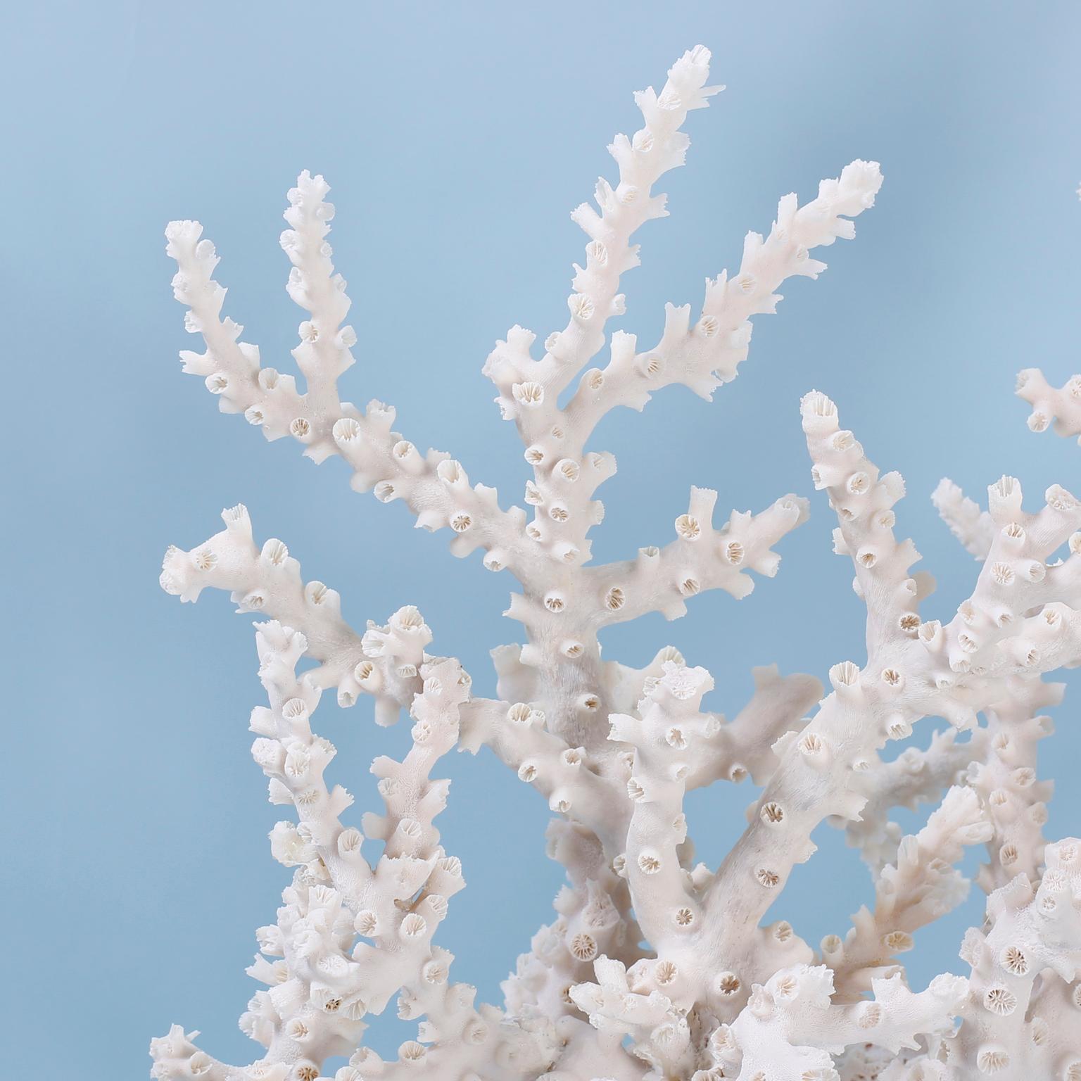 coral specimens for sale