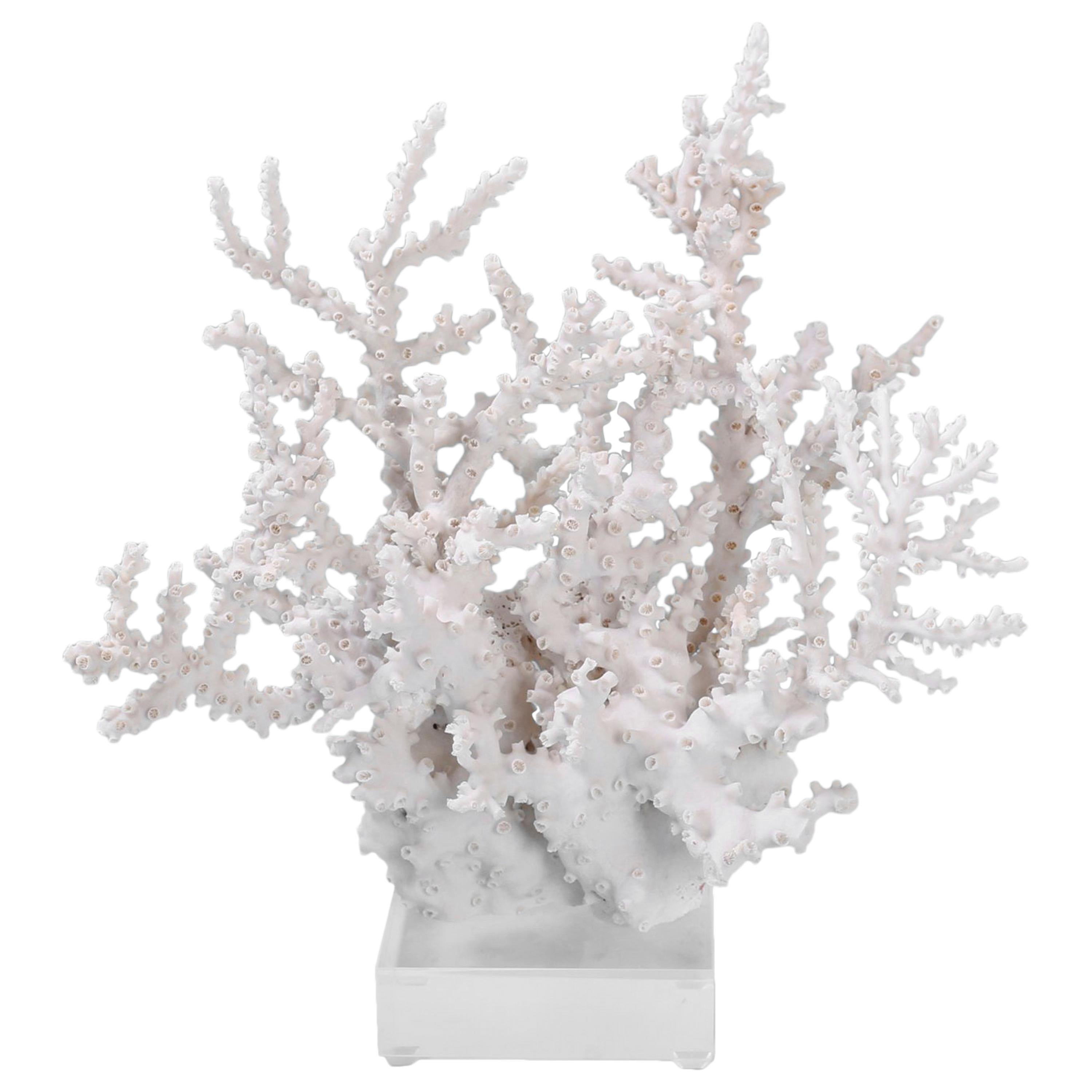 Octopus Coral Specimen on Lucite