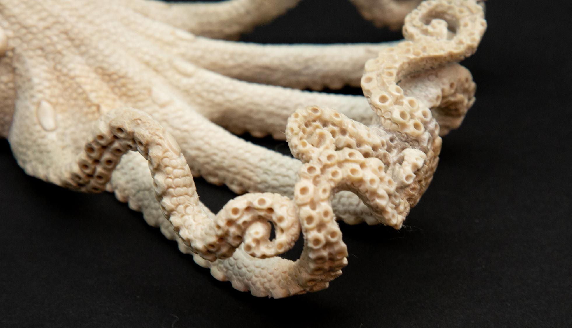moose octopus