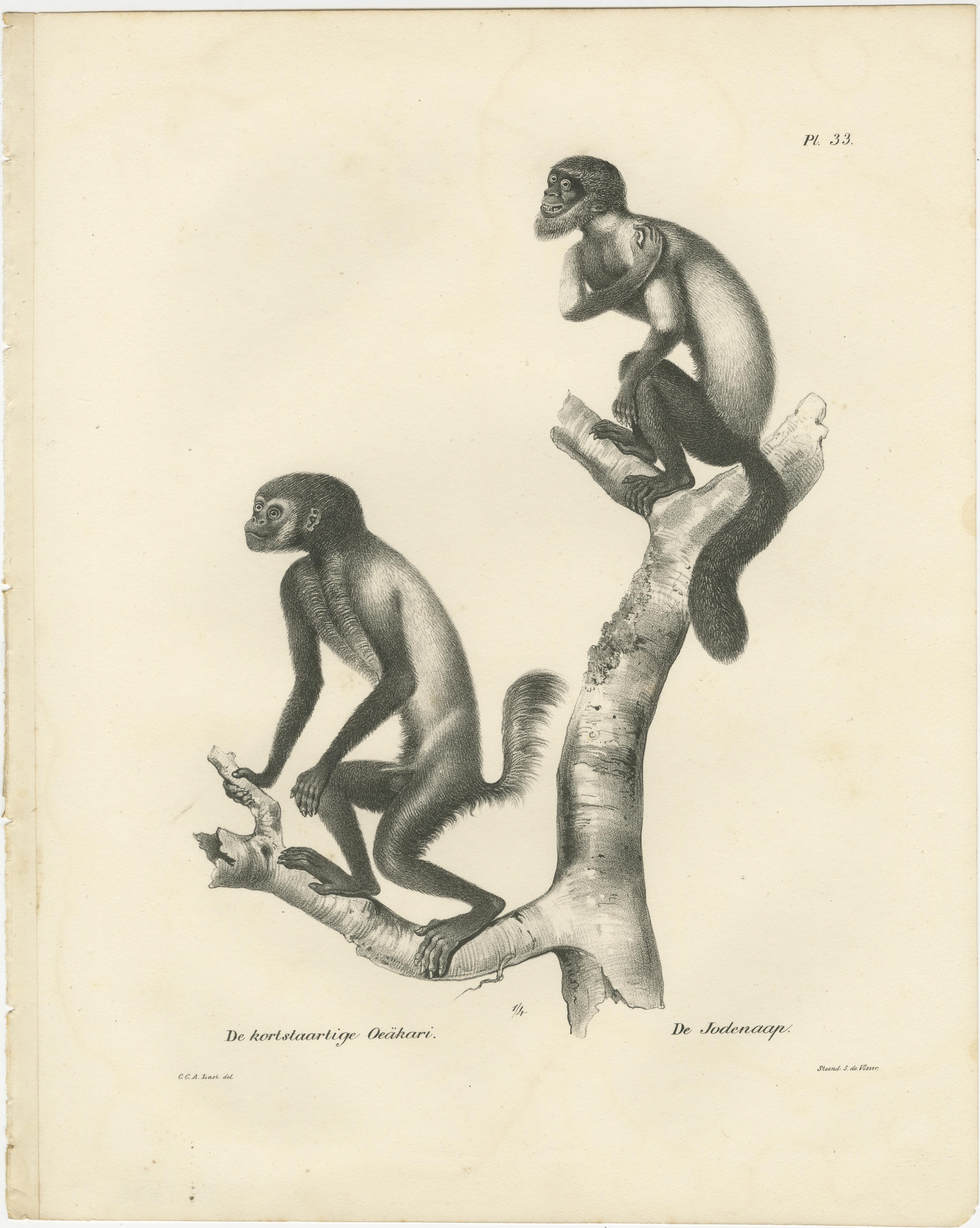 Diese beiden Lithografien zeigen verschiedene Affenarten, die von Carel Christiaan Antony Last für Heinrich Rudolf Schinz' *Volledige Natuurlijke Historie der Zoogdieren* (1836), einer umfassenden naturkundlichen Publikation, sorgfältig dargestellt