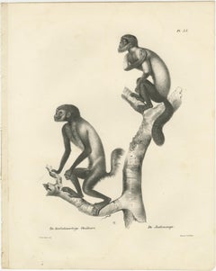 Oeakari, Sodenaap, Cacajao & Capuchin Monkeys, Lithographs by C.C. Last, 1836