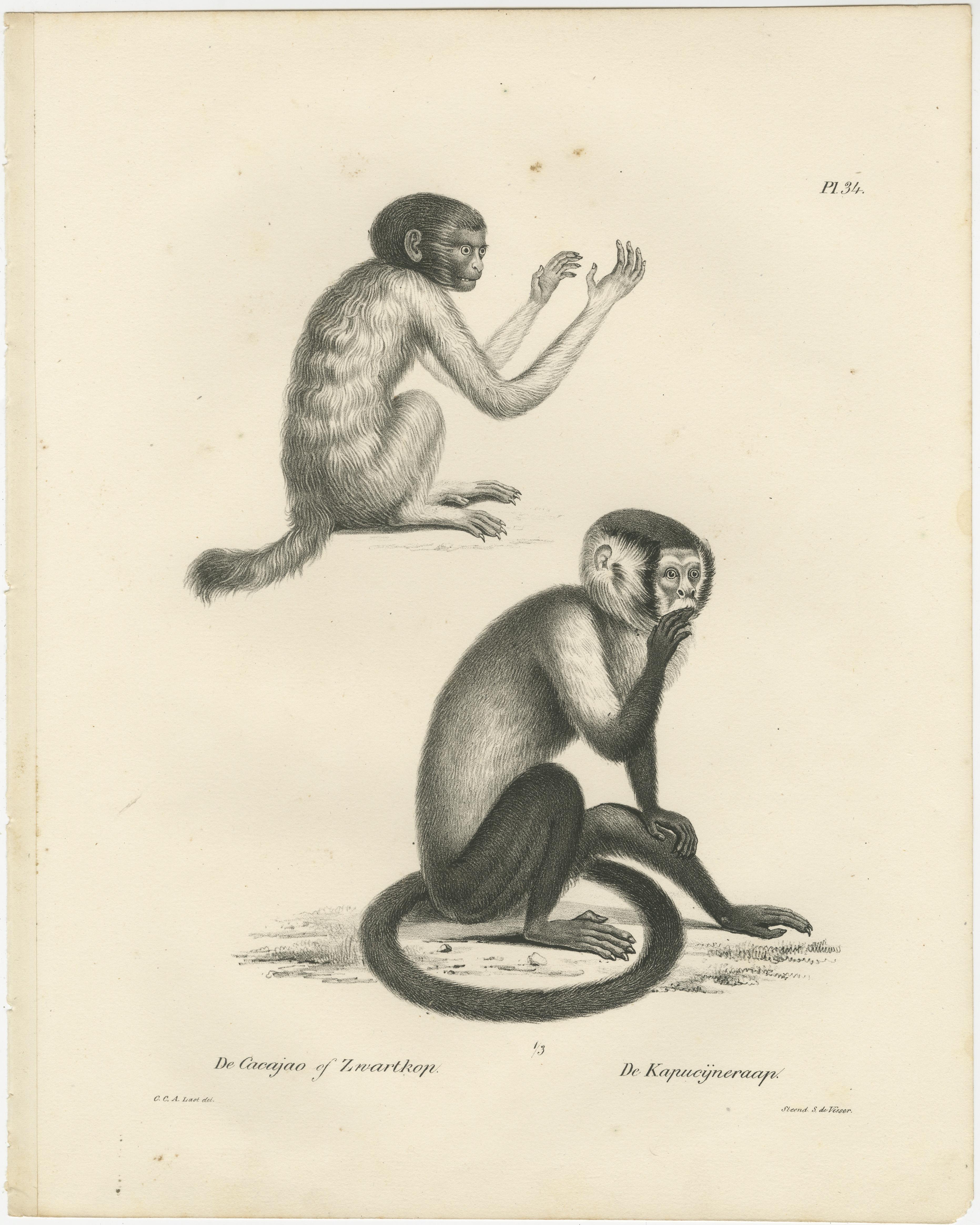 Oeakari, Sodenaap, Cacajao und Capuchin-Affen, Lithografien von C.C. Last, 1836 (Graviert) im Angebot