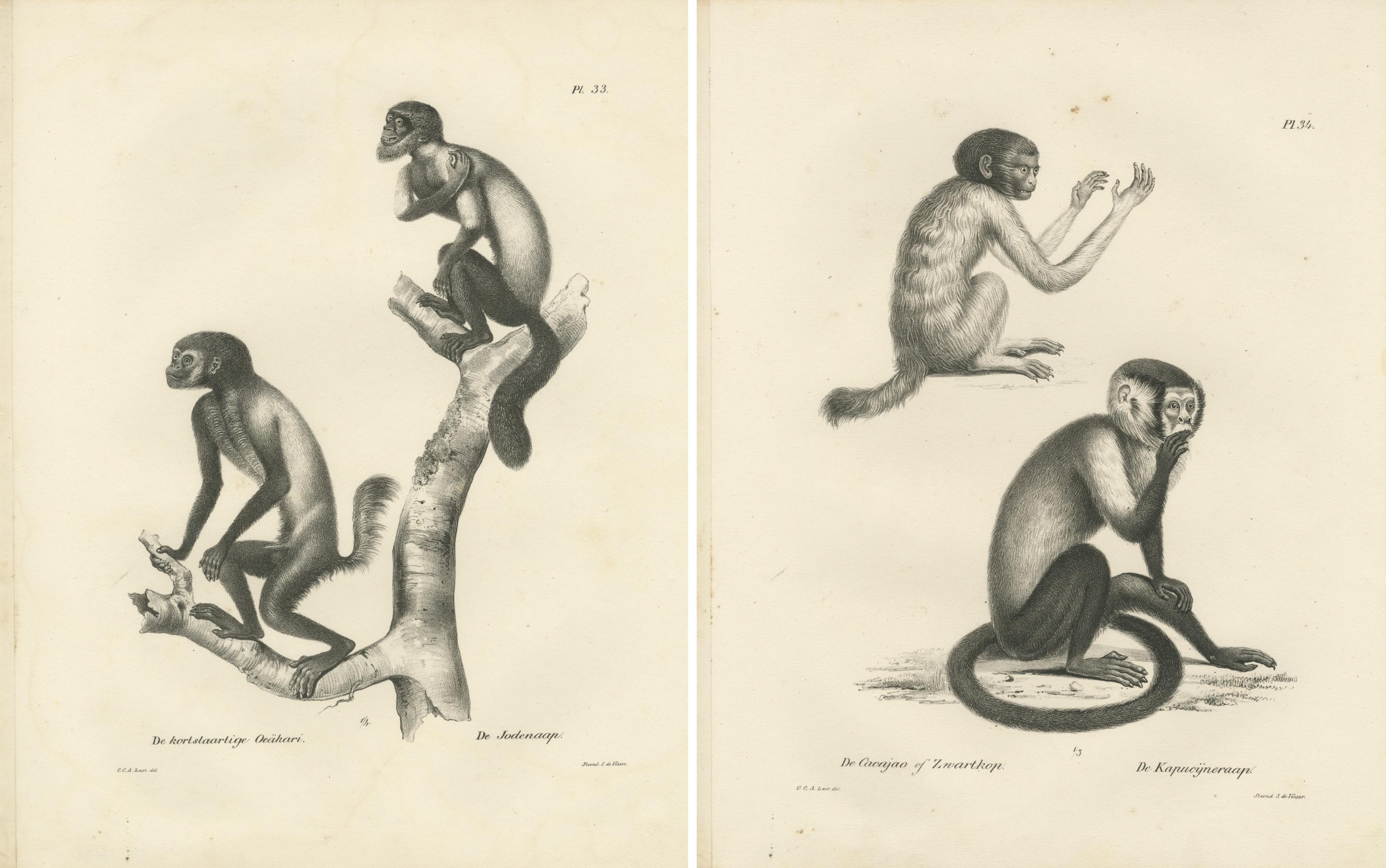 Oeakari, Sodenaap, Cacajao und Capuchin-Affen, Lithografien von C.C. Last, 1836 im Zustand „Gut“ im Angebot in Langweer, NL