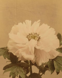 Peonia, 1880 circa