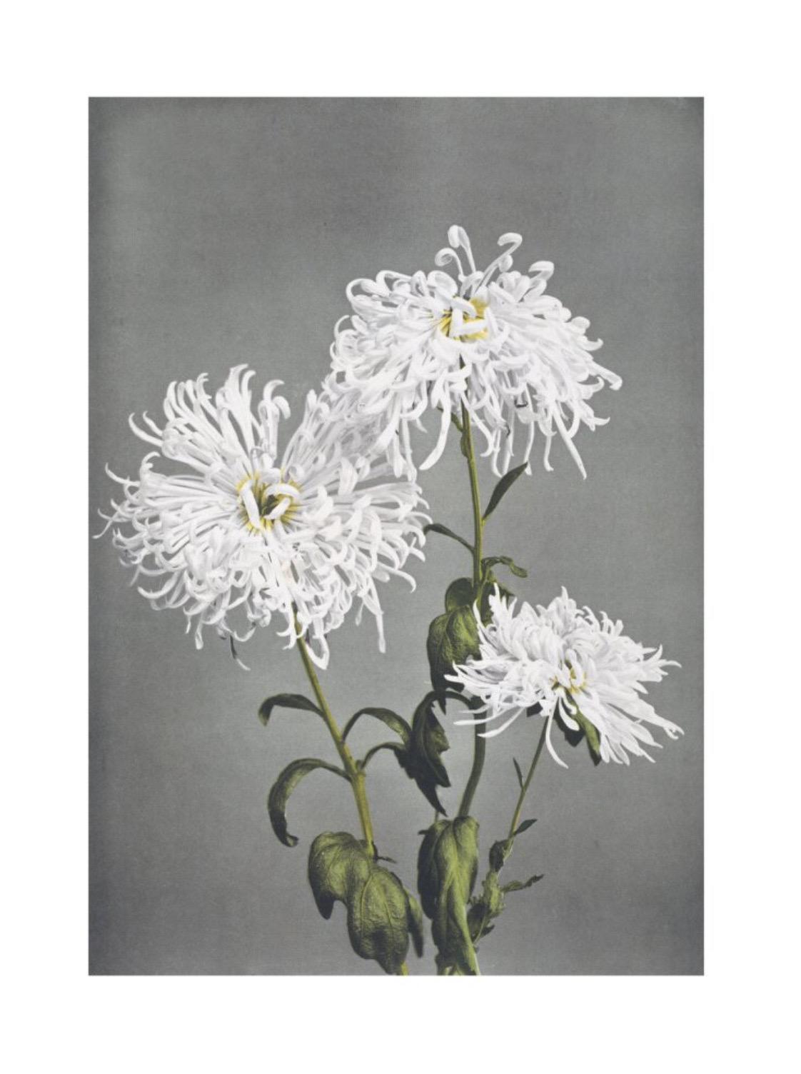 Ogawa Kazumasa, Chrysanthemum, from Some Japanese Flowers

Giclee print on Matt 250gsm conservation paper made in Germany from acid and chlorine free wood pulp 

Paper size: 100 x 73 cm 
Image size: 90 x 63 cm 

This print comes with a border