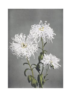 Ogawa Kazumasa, Chrysanthème, extrait de certaines fleurs japonaises