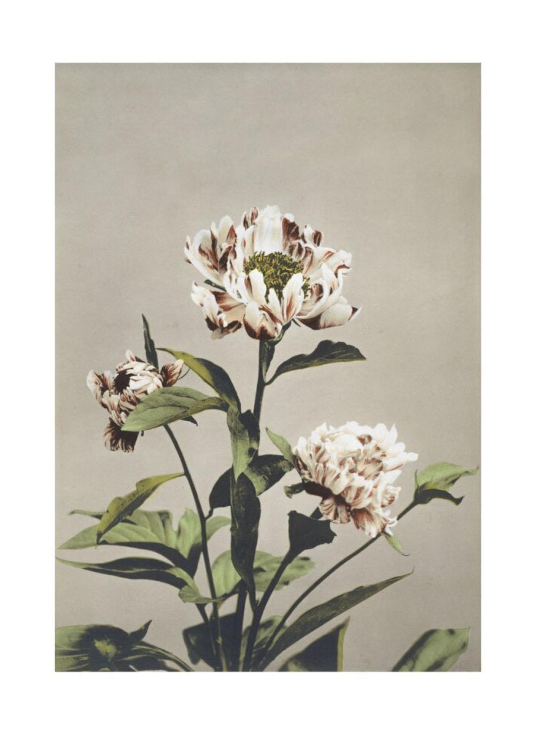 Ogawa Kazumasa, haerbaceous Paeony, extrait de certaines fleurs japonaises