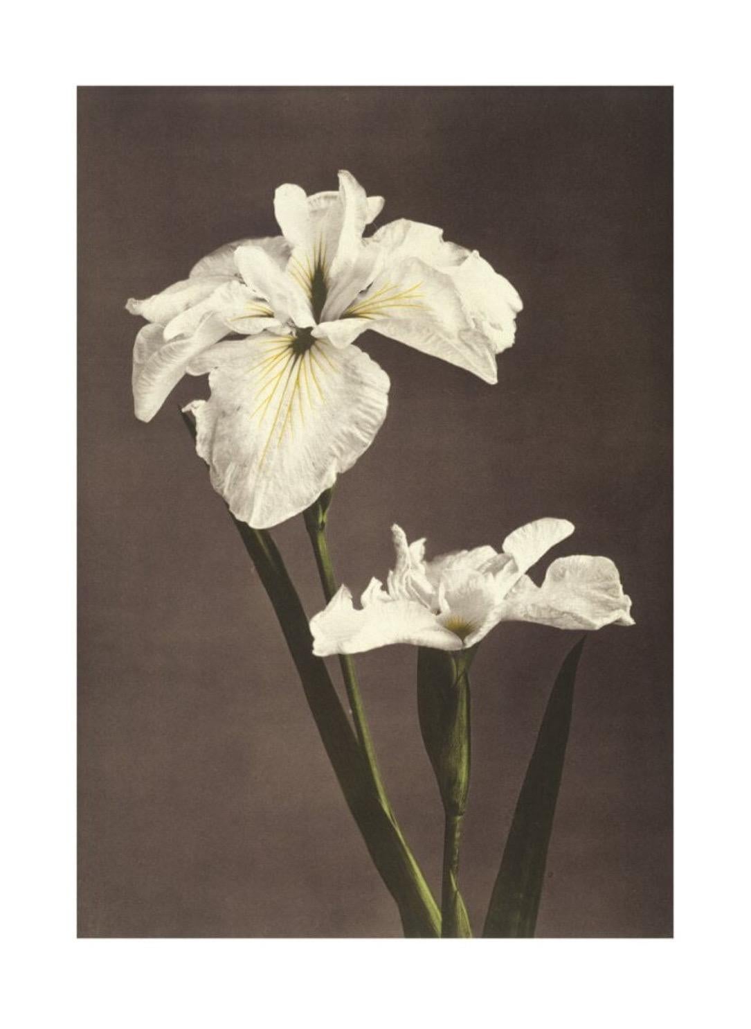 Ogawa Kazumasa, Iris Kæmpferi, from Some Japanese Flowers