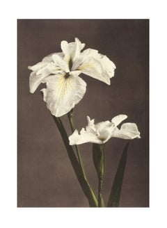 Vintage Ogawa Kazumasa, Iris Kæmpferi, from Some Japanese Flowers