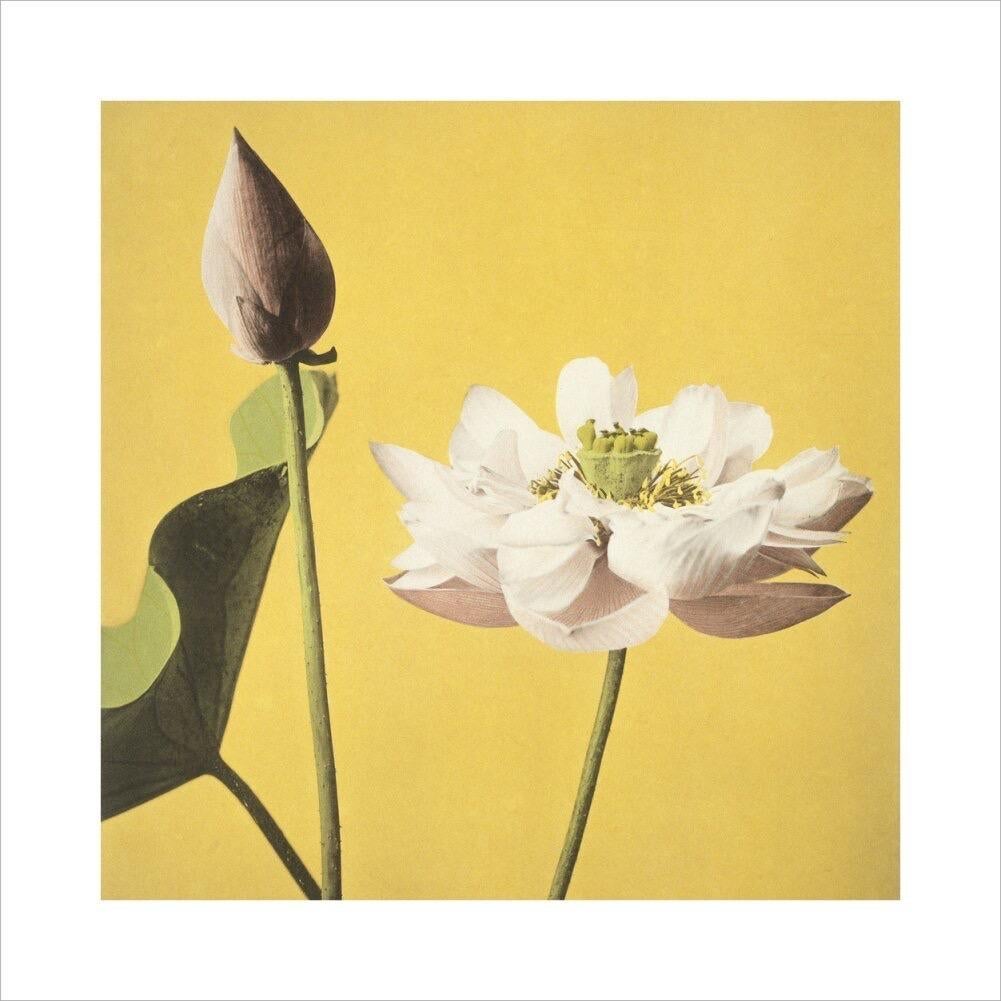 Ogawa Kazumasa, Lotus, from Some Japanese Flowers

Giclee print on Matt 250gsm conservation paper made in Germany from acid and chlorine free wood pulp 

Paper size: 100 x 100 cm
Image size: 80 x 80 cm 

This print comes with a border containing the