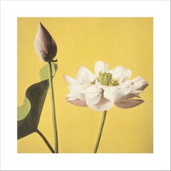 Ogawa Kazumasa, Lotus, de certaines fleurs japonaises