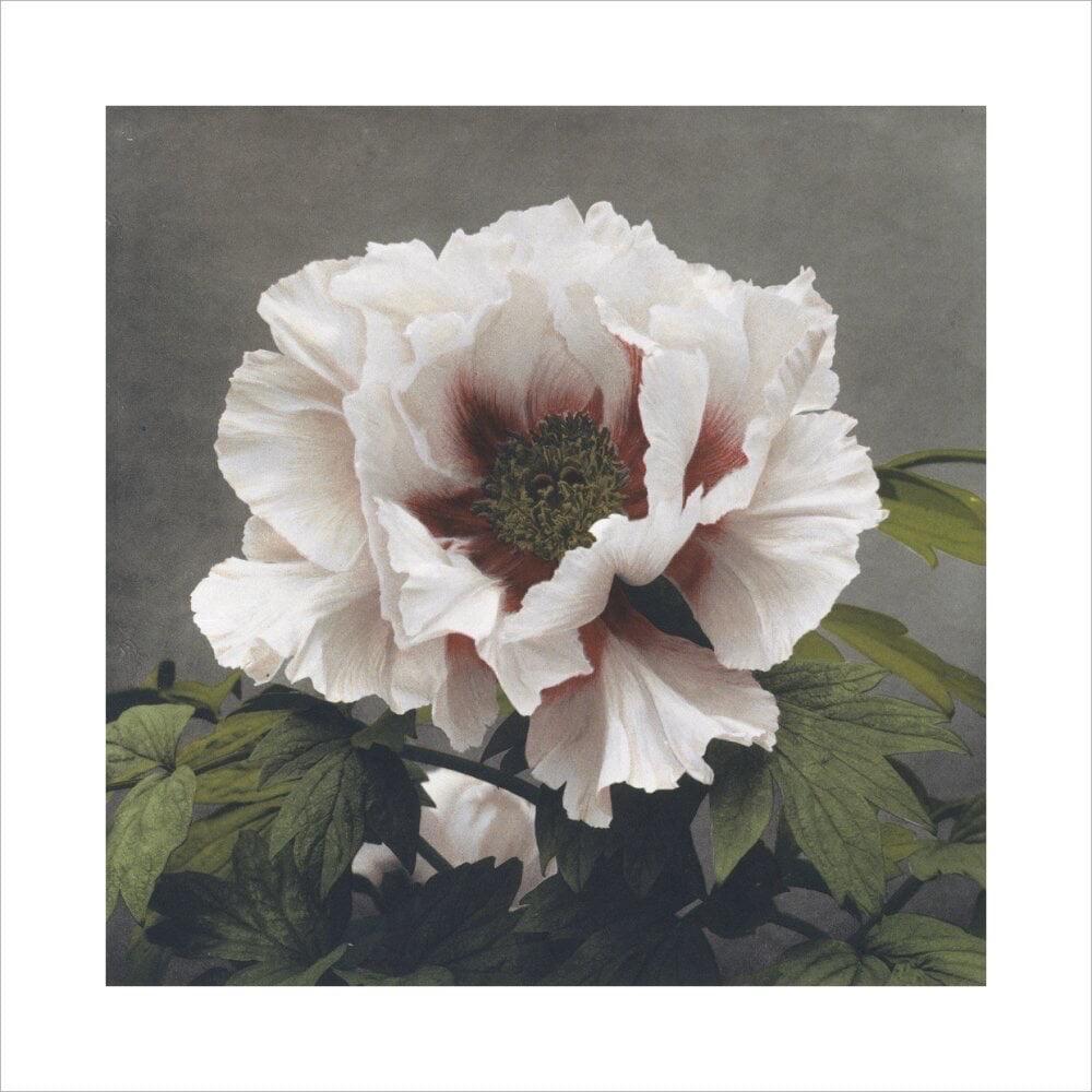 Ogawa Kazumasa, Tree Peony, from Some Japanese Flowers

Giclee print on Matt 250gsm conservation paper made in Germany from acid and chlorine free wood pulp

Paper size: 100 x 100 cm
Image size: 90 x 90 cm

This print comes with a border containing