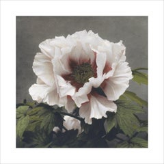 Vintage Ogawa Kazumasa, Tree Peony, from Some Japanese Flowers