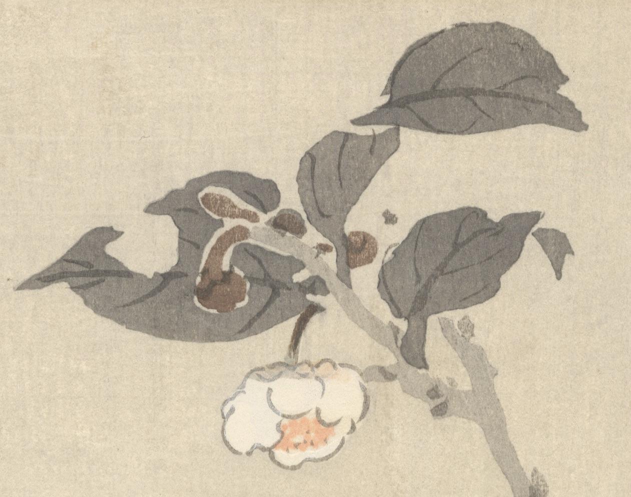 Artist: Koson Ohara (1877-1945)
Title: Bunting Perched on a Camellia Branch
Publisher: Daikoku-ya
Date: Late 19th century
Dimensions: 18.8 x 37.1 cm
Condition: Slight discolouration around the margins, tape and paper residue on the back from the