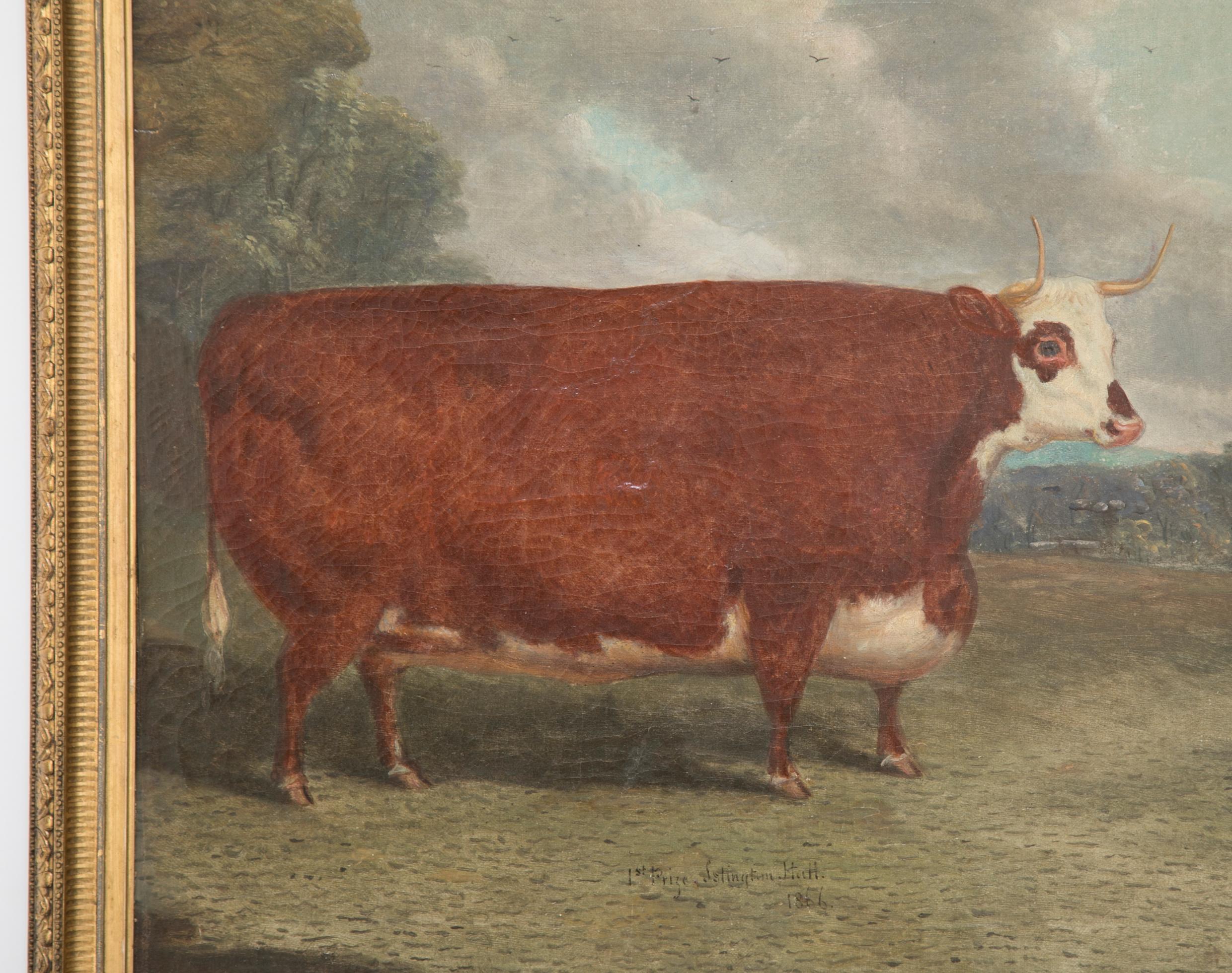 Edwardian Oil on Board of Prize Cow Signed 