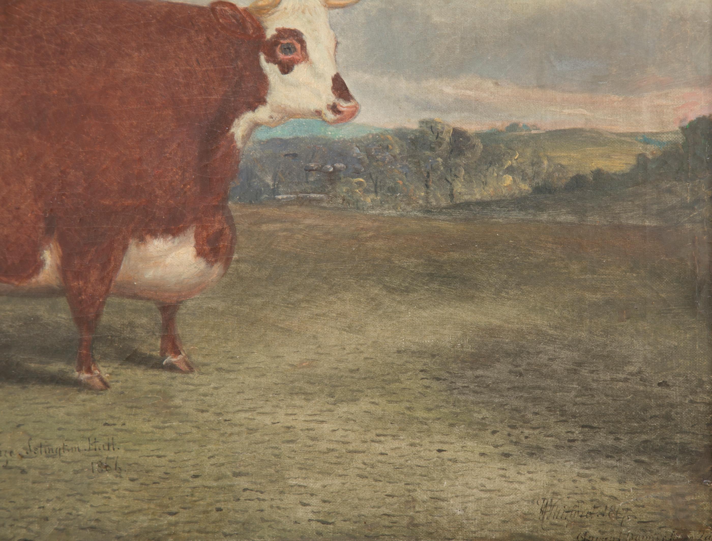 English Oil on Board of Prize Cow Signed 