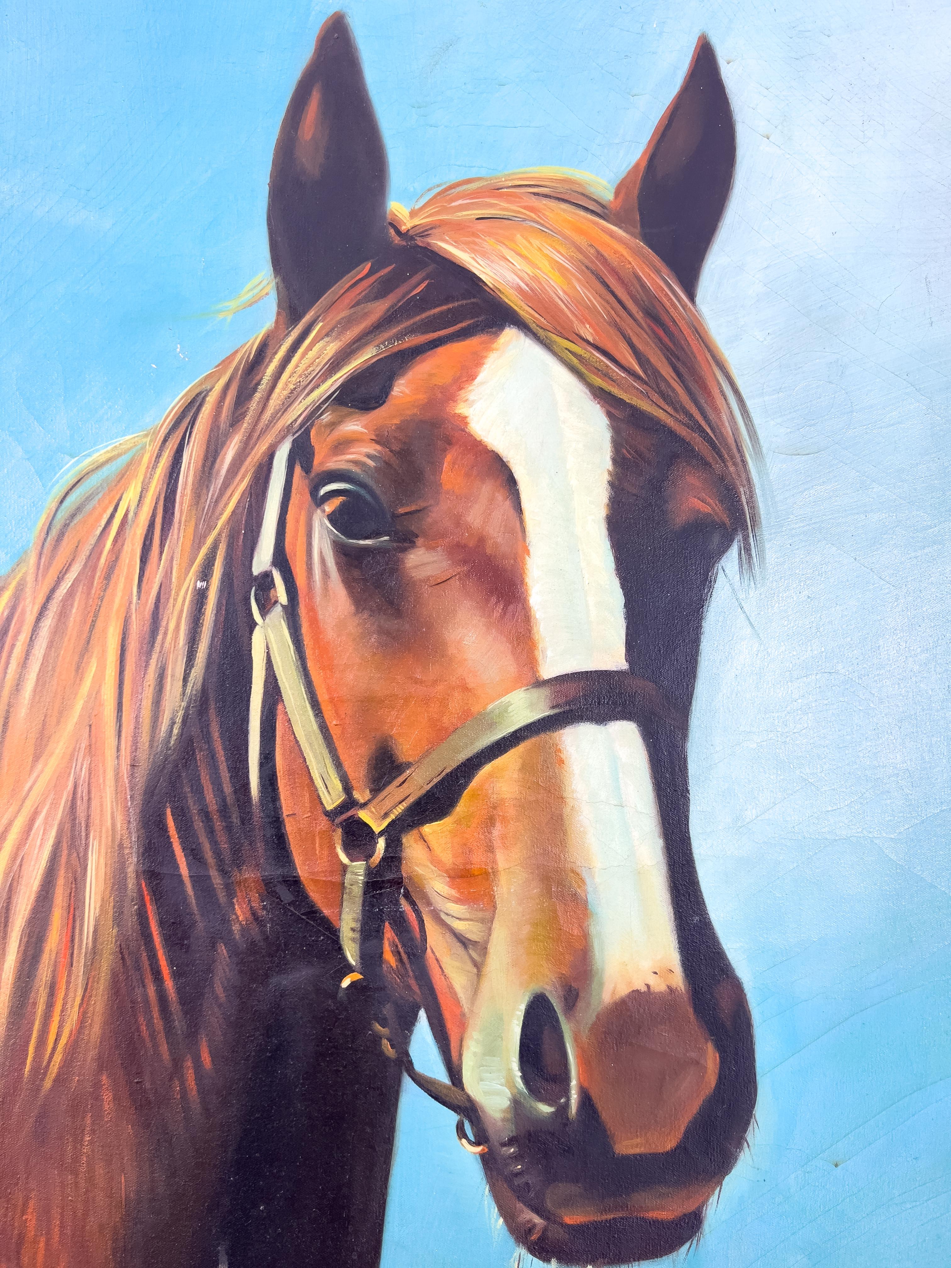 cavallo arabo in vendita