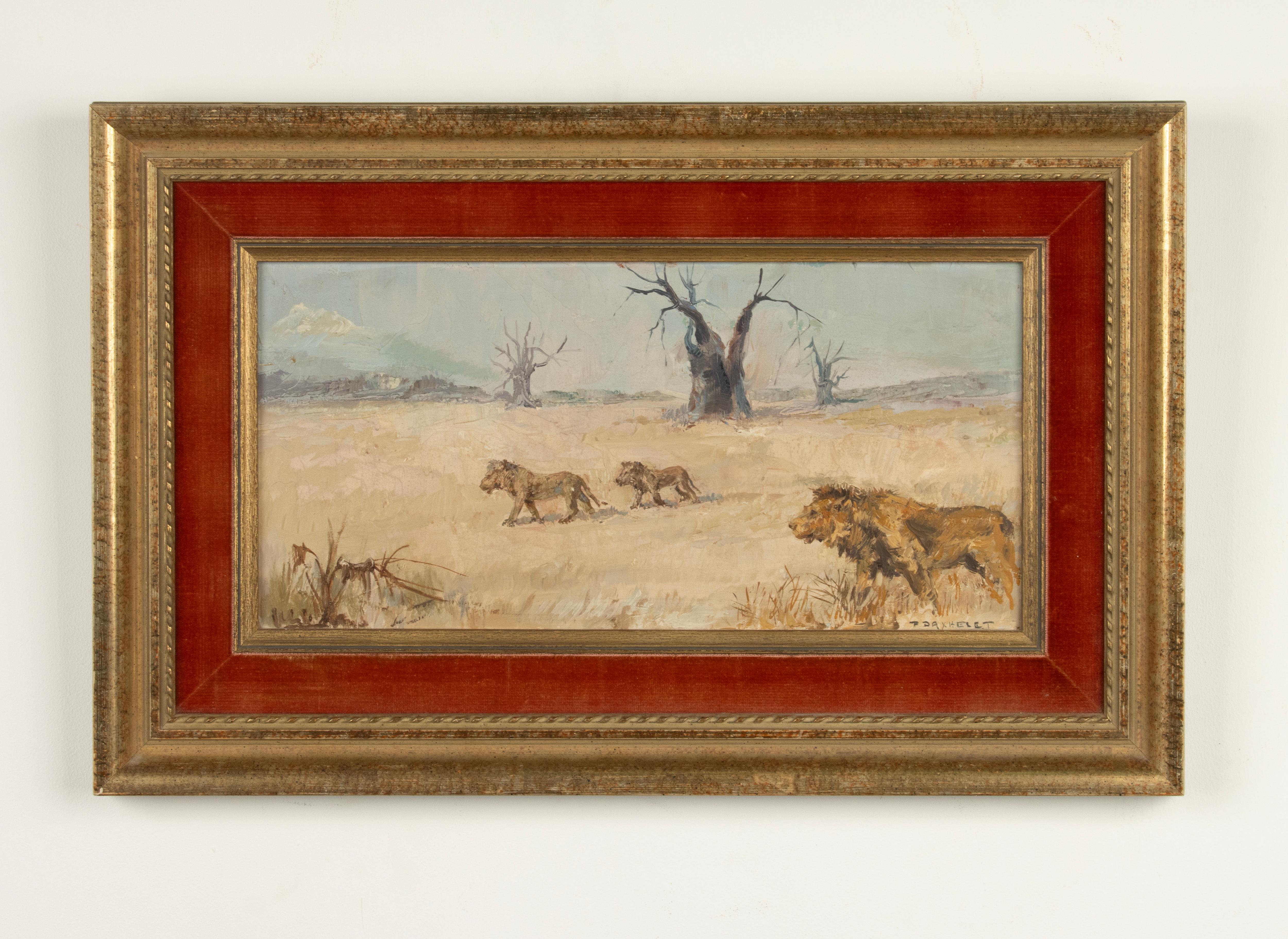 Belgian Oil Painting - Lions in a Savannah Landscape - Paul Daxhelet For Sale