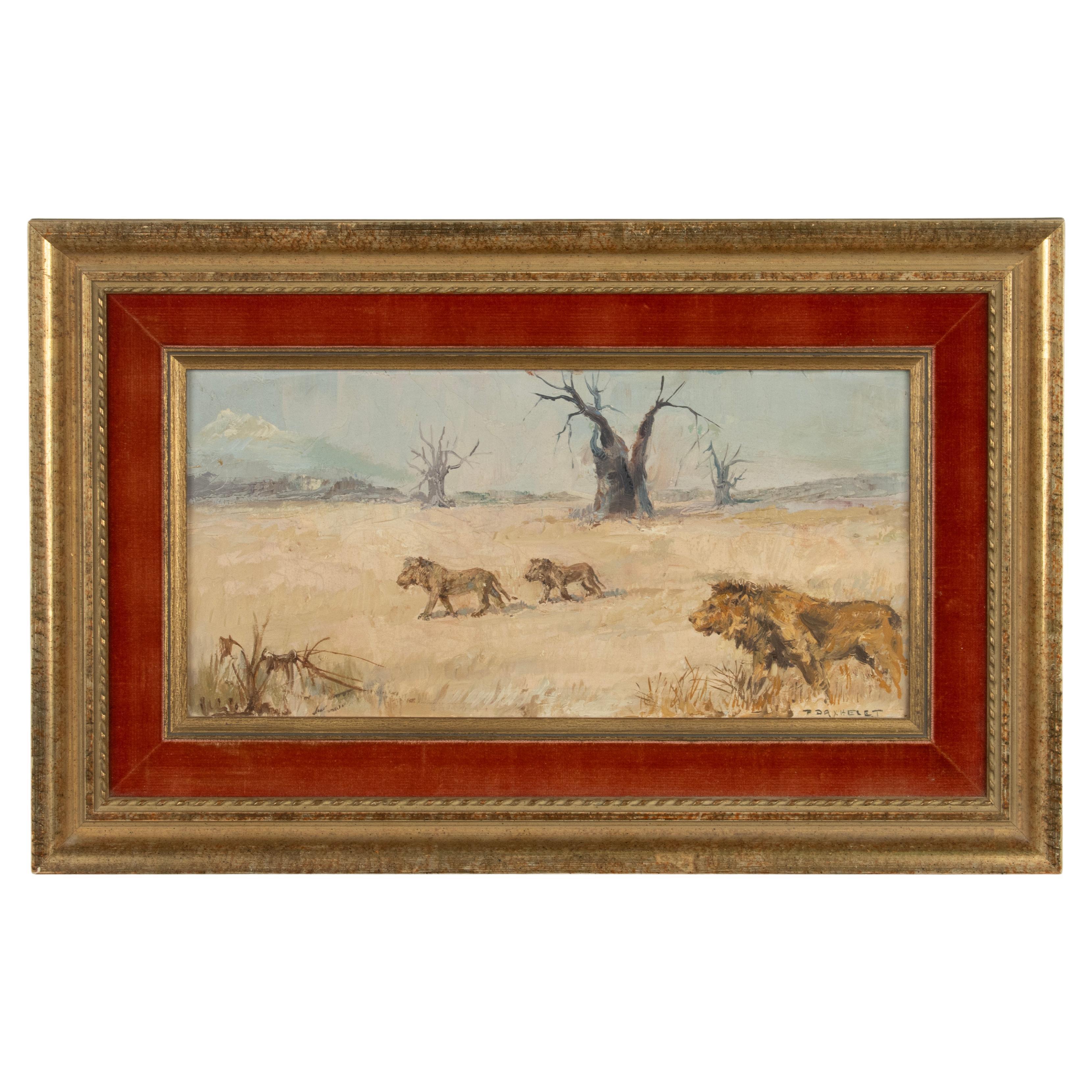 Oil Painting - Lions in a Savannah Landscape - Paul Daxhelet For Sale