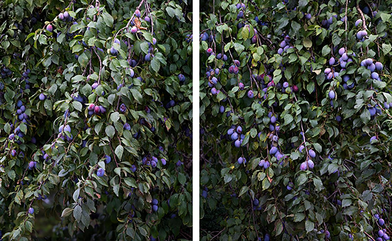 Zweige mit Pflaumen - Olaf Otto Becker (Farbfotografie Landschaft)
Signiert auf der Rückseite
Zwei Pigmentdrucke für die Archivierung

Erhältlich in zwei Größen:
jeweils 43 3/4 x 52 1/2 Zoll, aus einer Auflage von 7 + 1 AP
58 1/4 x 51 Zoll, aus