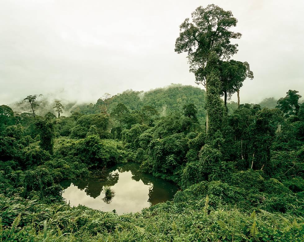 Olaf Otto Becker Landscape Photograph - Primary Forest 02, Lake, Malaysia, 10/2012