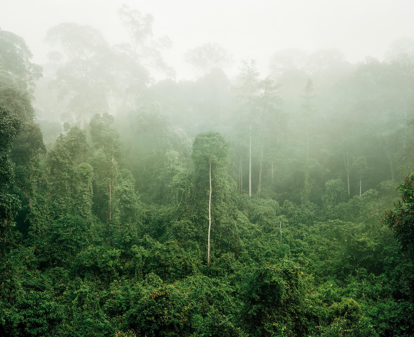 Primärwald 03, Malaysia, 10/2012 - Olaf Otto Becker (Landschaftsfotografie)
Signiert auf der Rückseite
Archivierungs-Pigmentdruck
43 1/2 x 54 1/4 Zoll 
Von einer Auflage von 6

Internationaler Versand möglich. 
Aufziehen und Einrahmen gegen Aufpreis