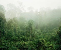 Primary Forest 03, Malaysia, 10/2012 - Olaf Otto Becker 