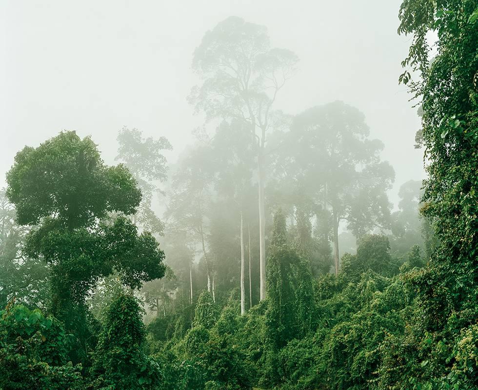 Olaf Otto Becker Landscape Print - Primary Forest 04, Malaysia, 10/2012
