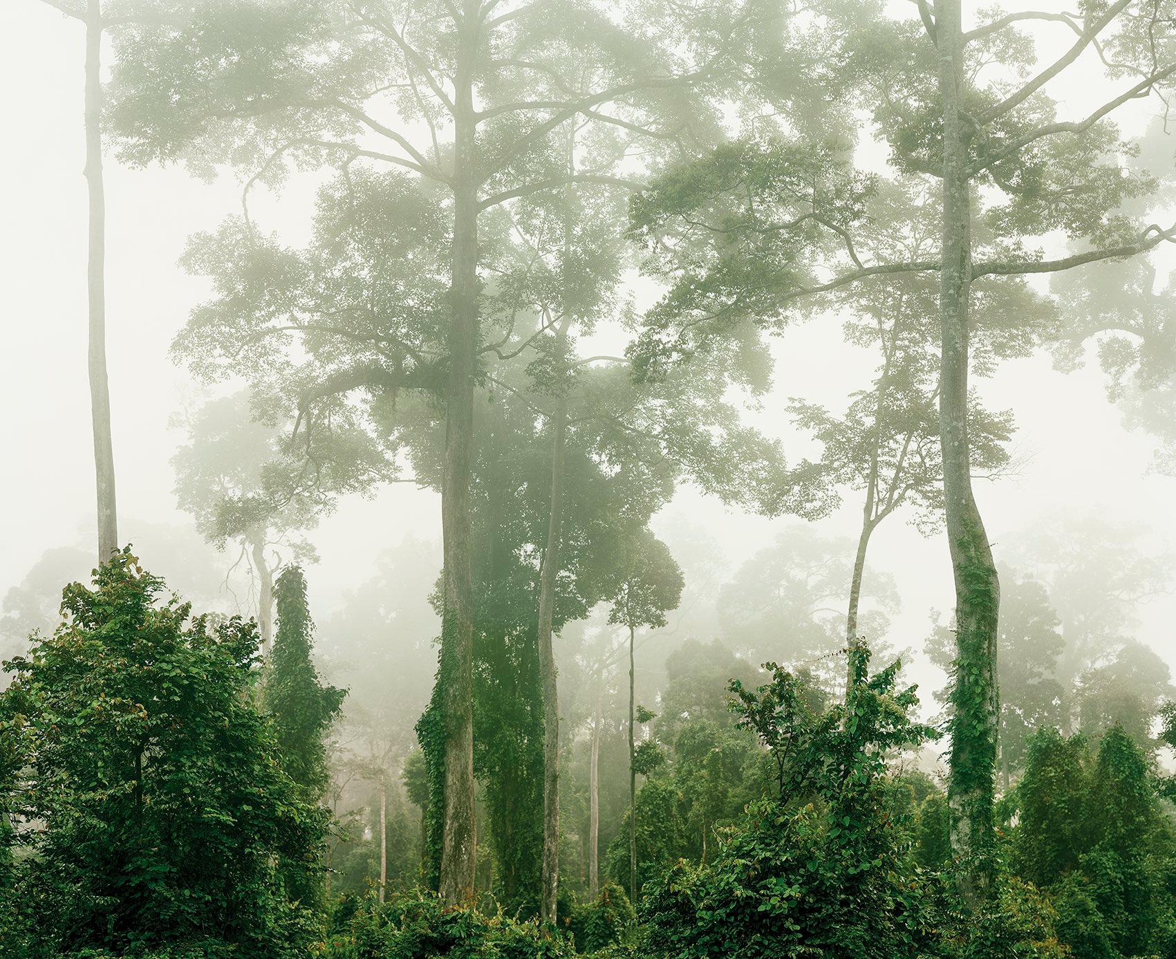 Primary Forest 06, Malaysia 10/2012 - Olaf Otto Becker