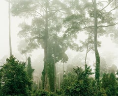Primary Forest 06, Malaysia 10/2012 - Olaf Otto Becker 