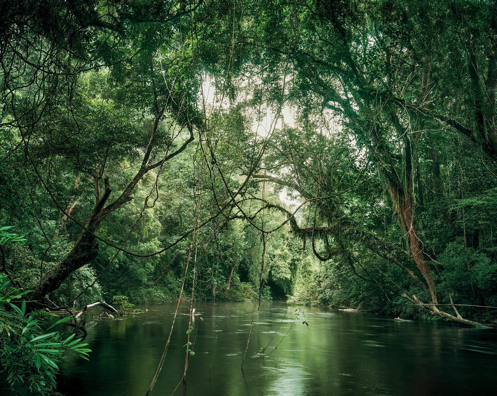 Primary Forest 1, Waterway, Malaysia 11/2013
Olaf Otto Becker
Signed on reverse
Archival pigment print

Available in three sizes:
24 3/4 x 29 1/2 inches – edition of 6
43 1/2 x 54 1/4 inches – edition of 6
58 3/4 x 71 inches – edition of 2

Ever