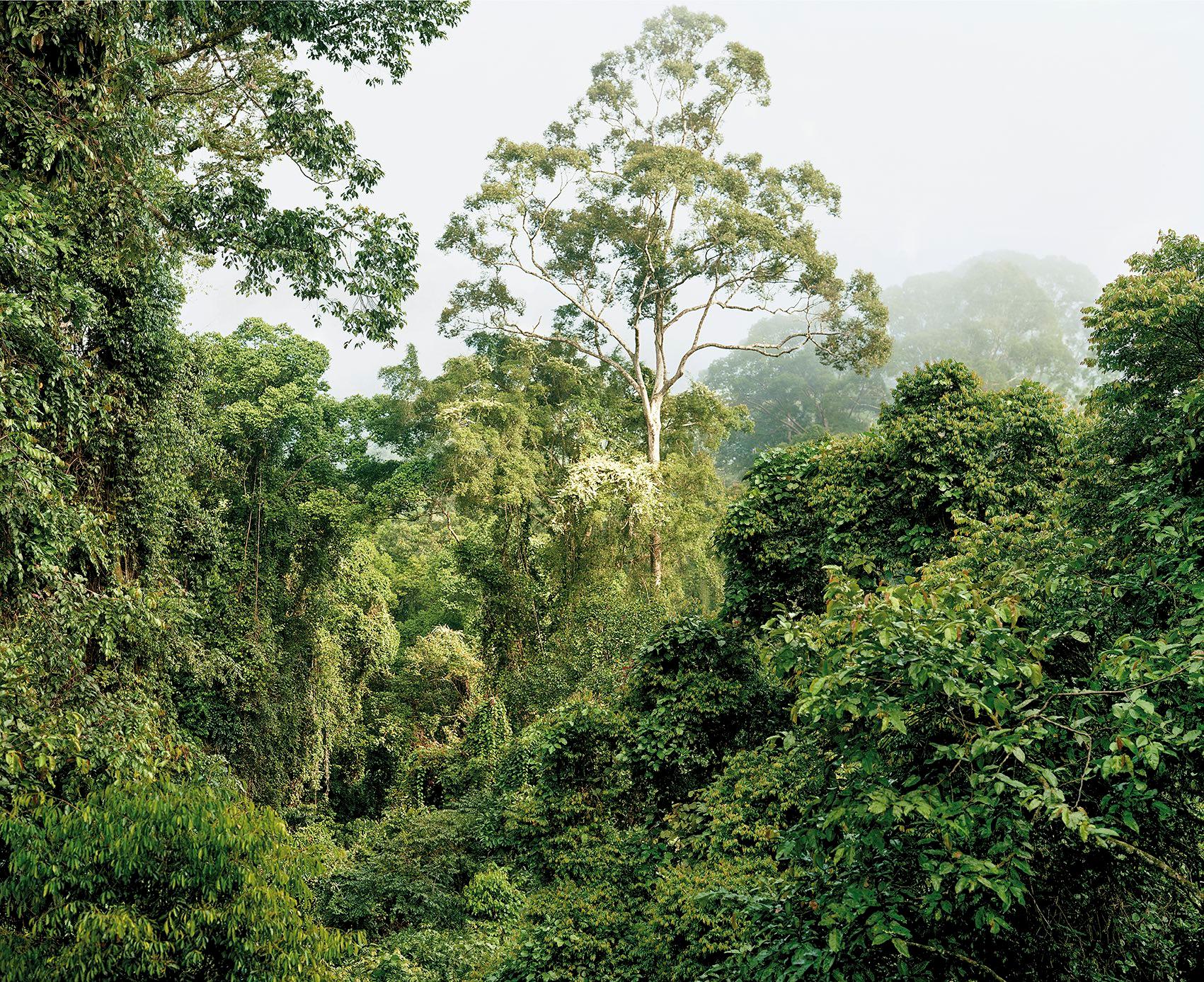 Primary Forest 7, Malaysia 10/2012
Olaf Otto Becker
Signed on reverse
Archival pigment print

Available in three sizes:
24 3/4 x 29 1/2 inches – edition of 6
43 1/2 x 54 1/4 inches – edition of 6
58 3/4 x 71 inches – edition of 2

Ever since his