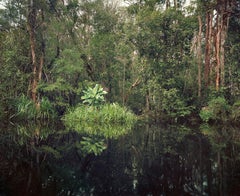 Primary Swamp Forest 01, Black Water, Kalimantan, Indonesia - Olaf Otto Becker 