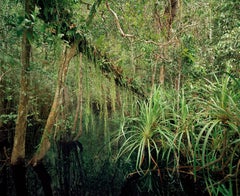 Forest Primary Swamp Forest 04, eau noire, Kalimantan du Sud - Olaf Otto Becker