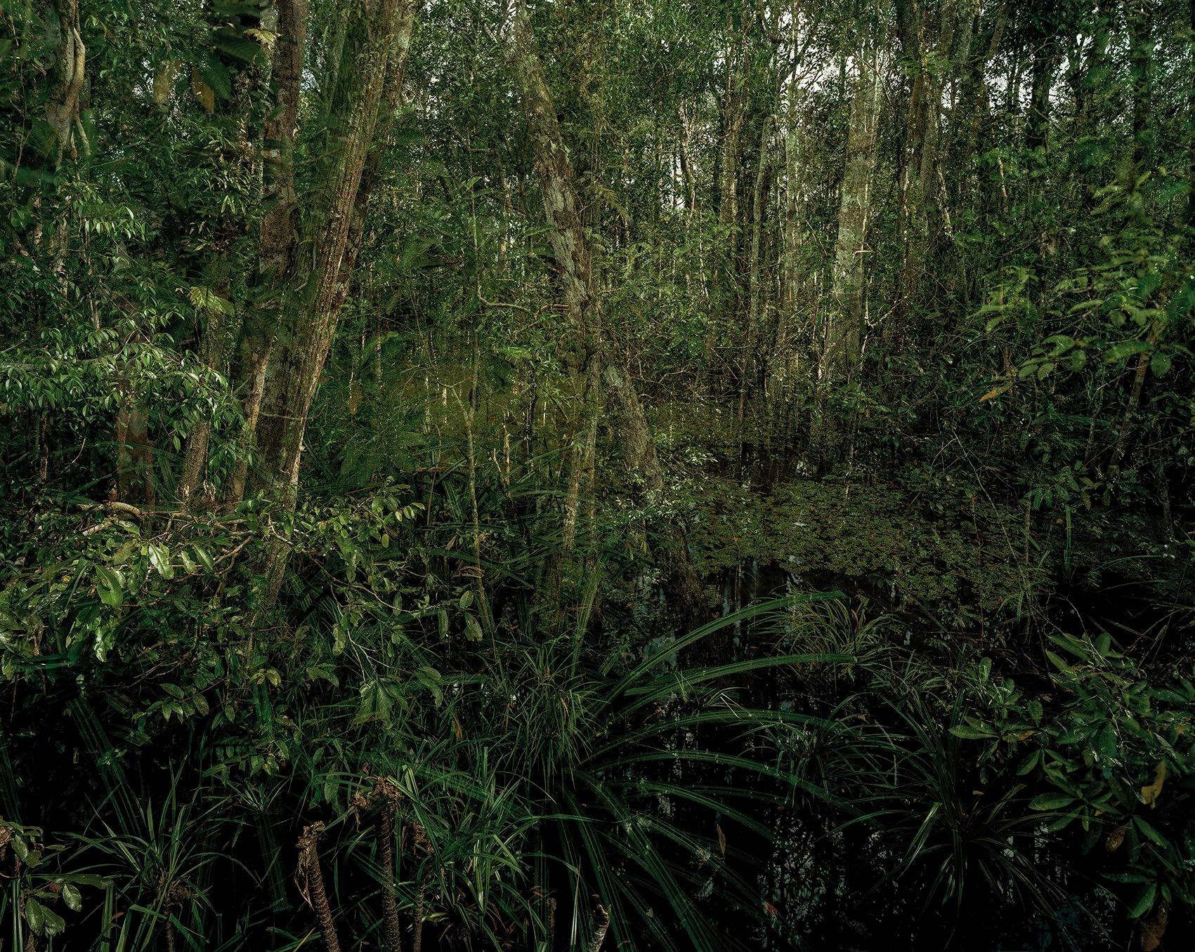 Forêt marécageuse primaire 06, fin du crépuscule, Indonésie 03/2012
Olaf Otto Becker
Signé au dos
Impression au pigment d'archivage

Disponible en trois tailles :
24 3/4 x 29 1/2 pouces - édition de 5 pièces
43 1/2 x 54 1/4 pouces - édition de 5