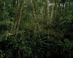 Primary Swamp Forest 06, late dusk, Indonesia 03/2012 - Olaf Otto Becker