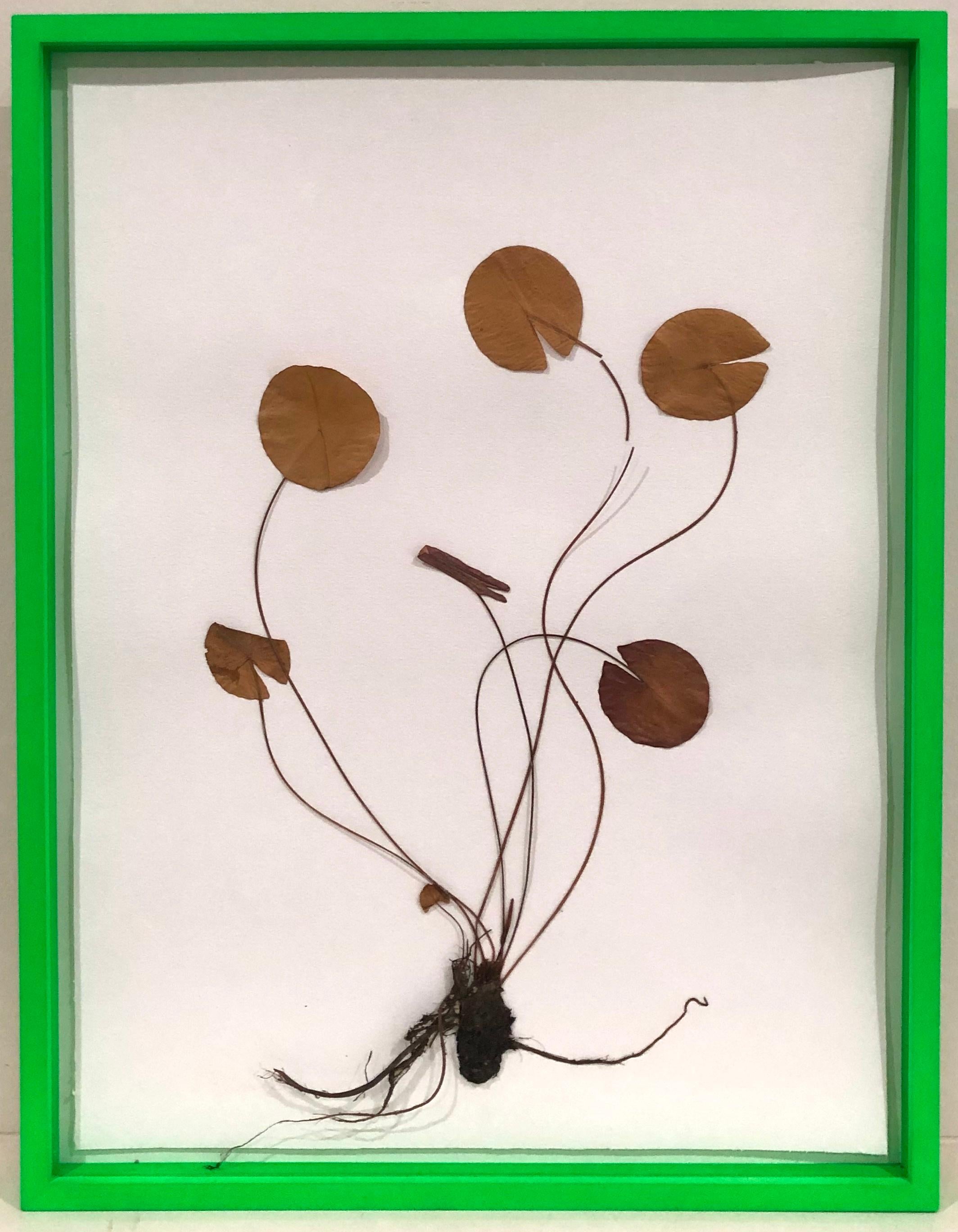 Herbarium - Mixed Media Art by Olafur Eliasson