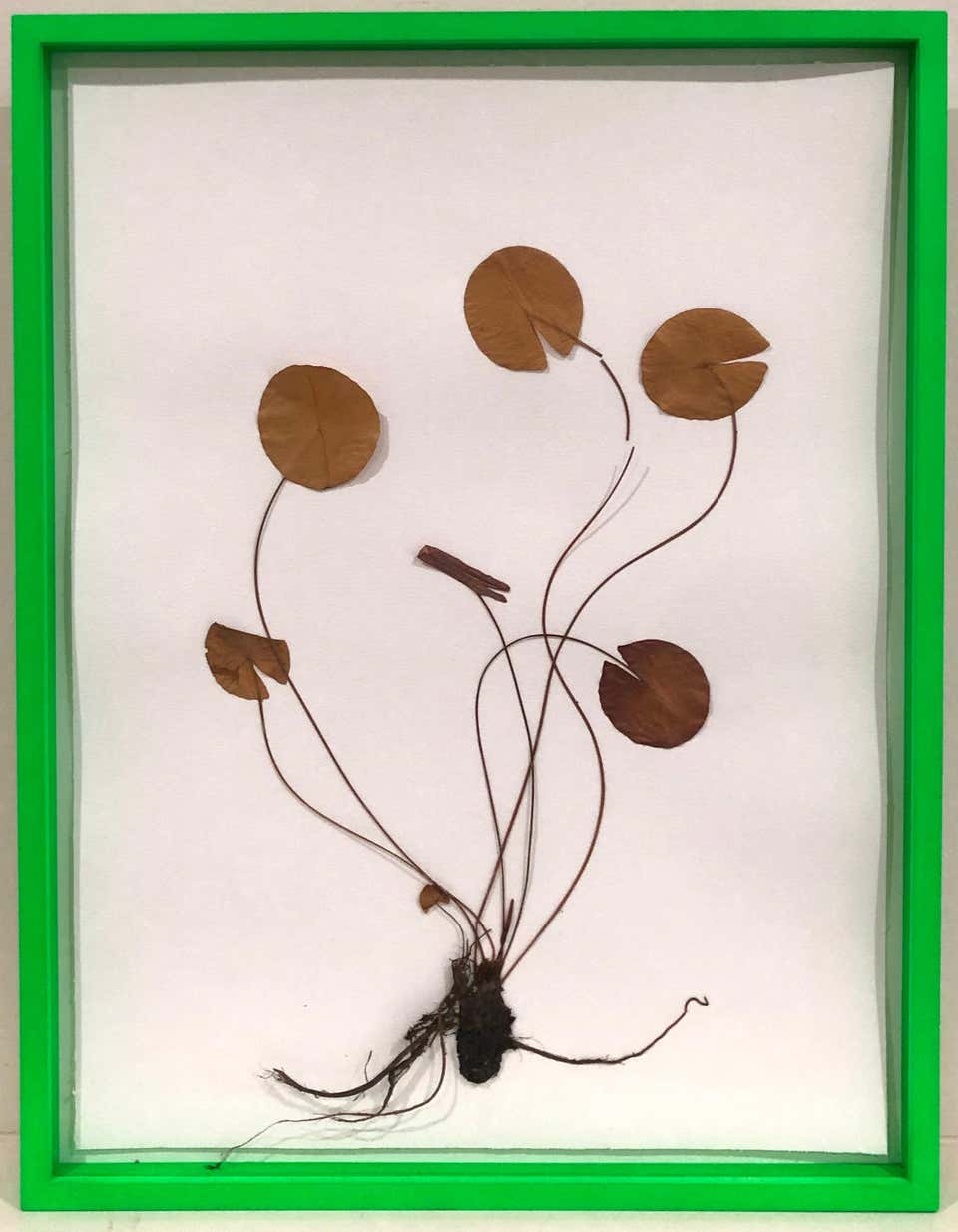 Herbarium
