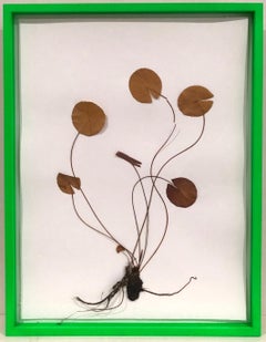 Herbier