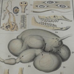 Old Mural Anatomical Farm Animal Wall Chart Print Home and Garden