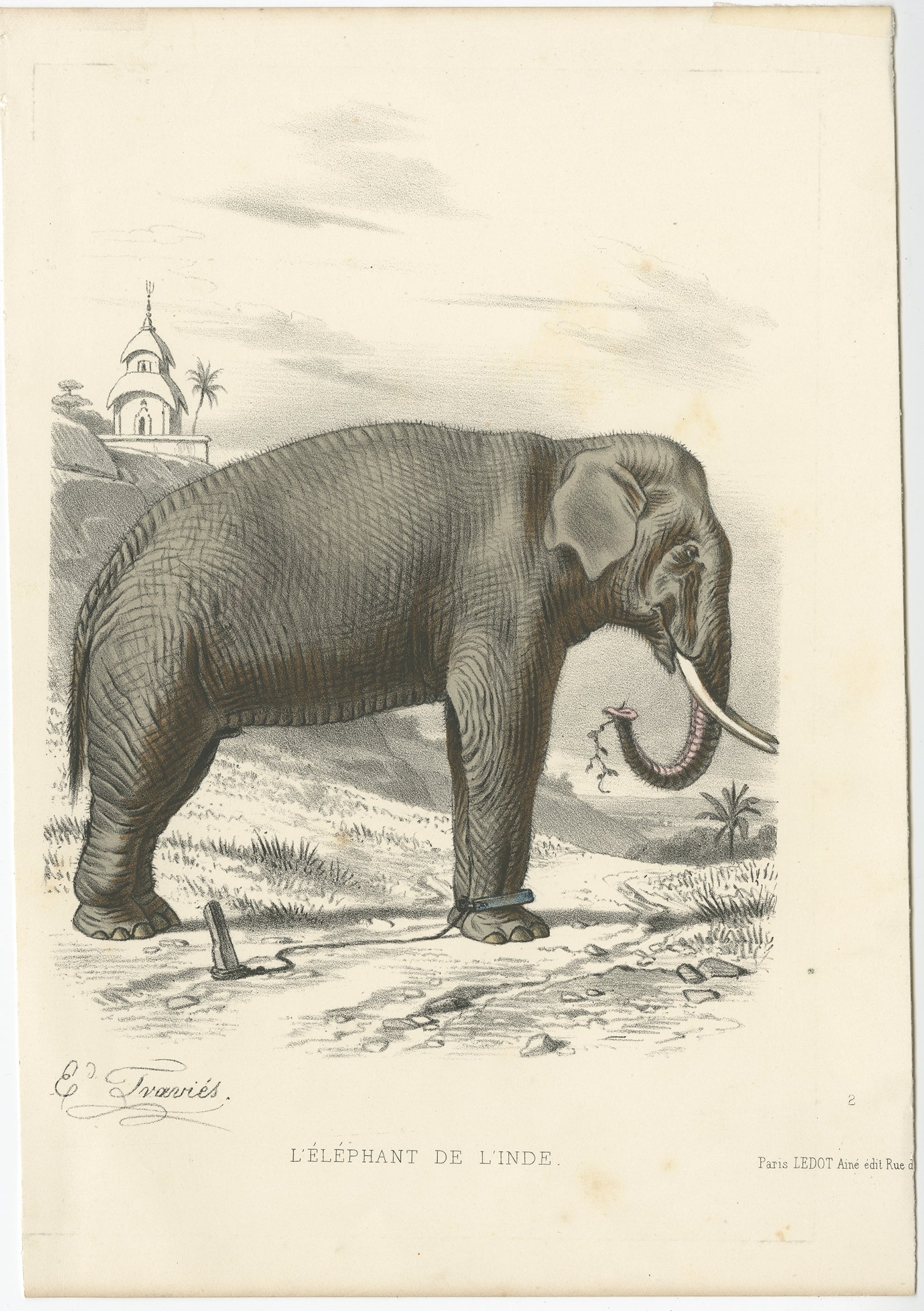 Antique print titled 'L'Éléphant de l'Inde'. 

Old print of an Indian elephant. This print originates from 'Types du regne animal; Buffon en estampes', a book with 48 hand-colored plates of animals.

Artists and Engravers: Édouard Traviès de