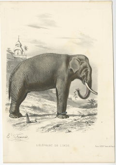 Old Antique Hand-Colored Print of an Indian Elephant, ca.1860